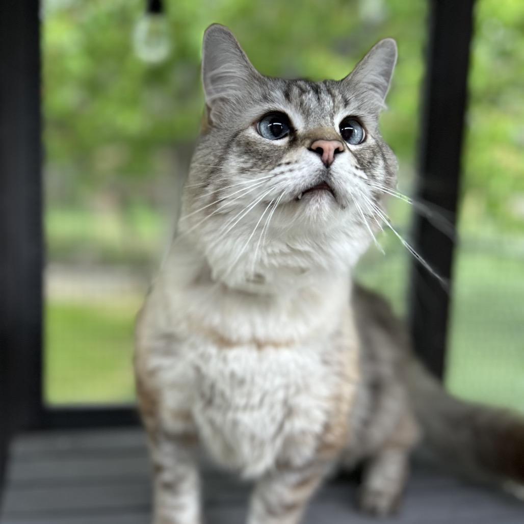 Enlarge Moose, a Adoptable Ragdoll in Bountiful, UT image 2/4