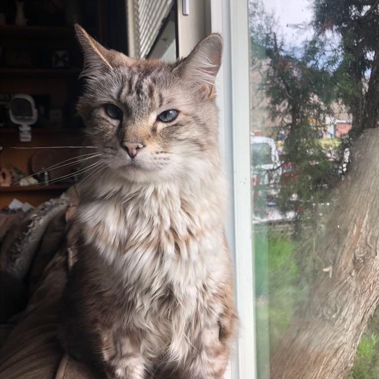Enlarge Moose, a Adoptable Ragdoll in Bountiful, UT image 3/4