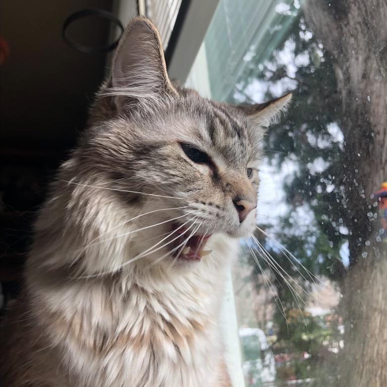 Enlarge Moose, a Adoptable Ragdoll in Bountiful, UT image 4/4