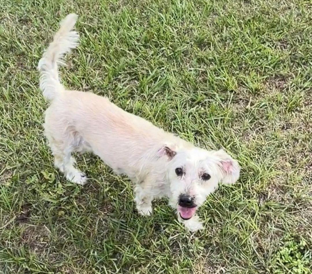 Enlarge Molly, a Adoptable Maltese in Sanford, FL image 2/2