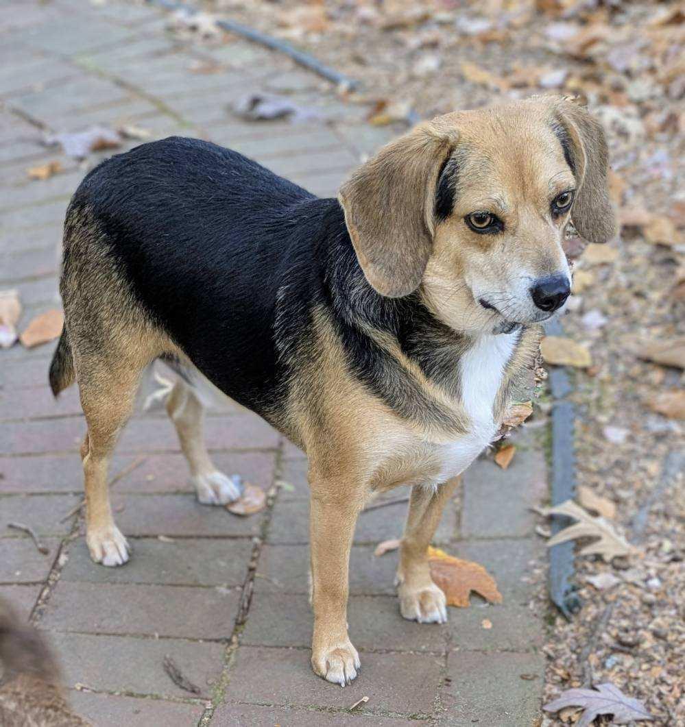 Enlarge Squiggy, a Adoptable Beagle in Williamsburg, VA image 3/6
