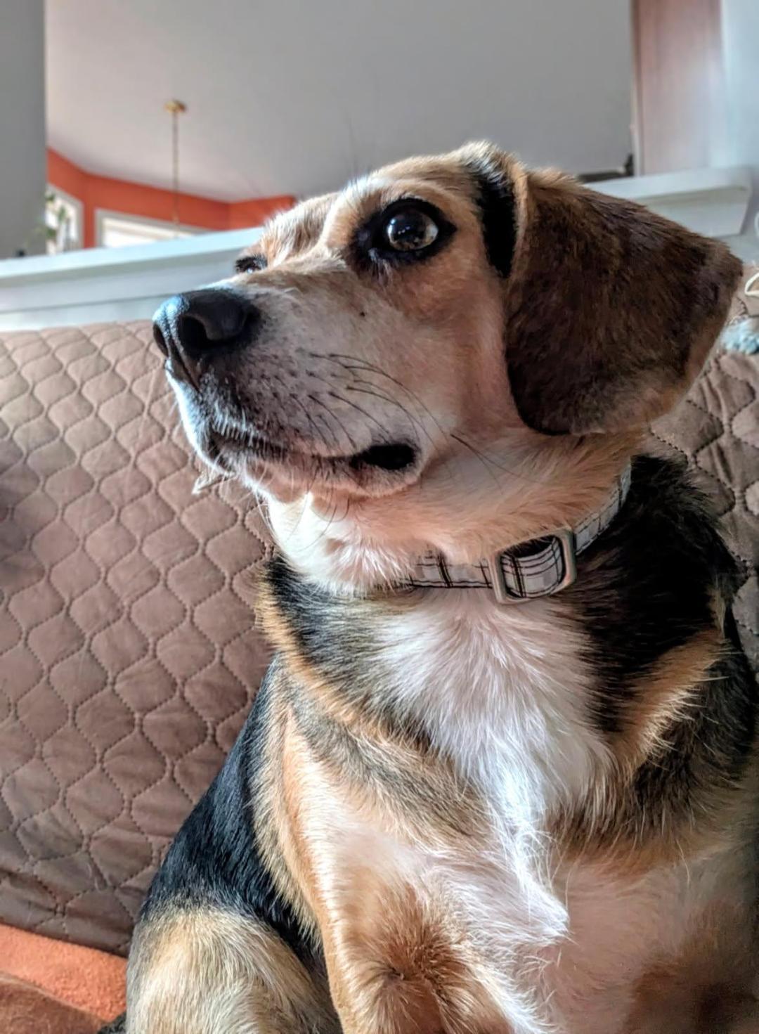 Enlarge Squiggy, a Adoptable Beagle in Williamsburg, VA image 4/6