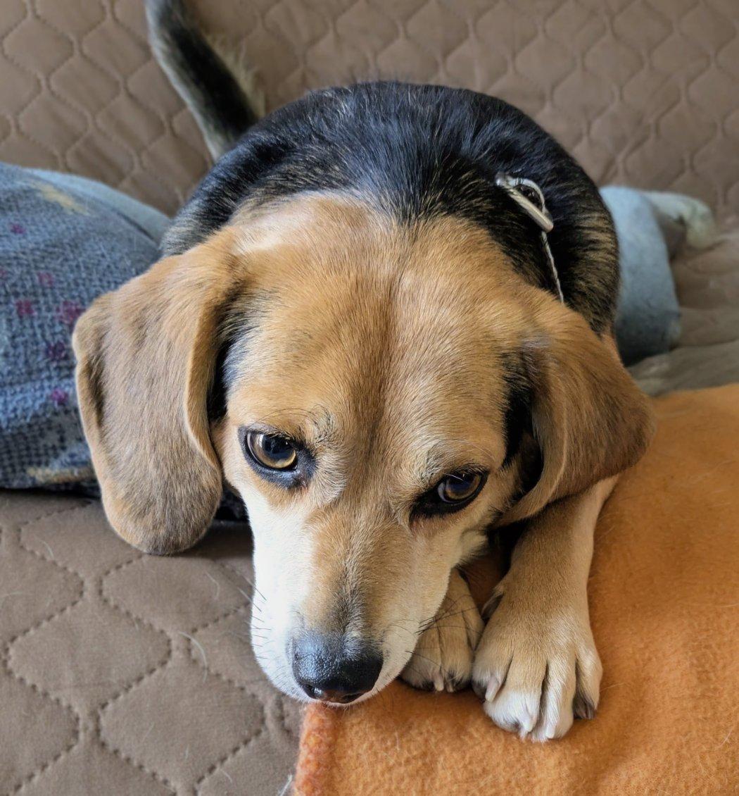 Enlarge Squiggy, a Adoptable Beagle in Williamsburg, VA image 1/6
