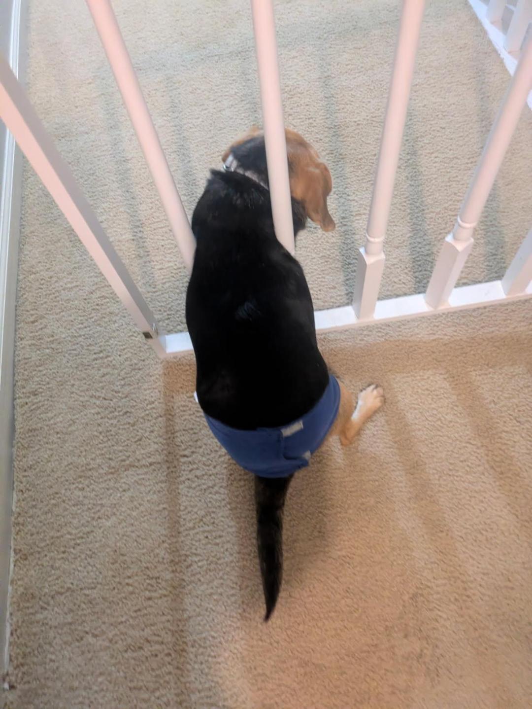 Enlarge Squiggy, a Adoptable Beagle in Williamsburg, VA image 5/6