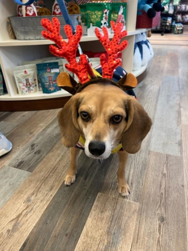 Enlarge Squiggy, a Adoptable Beagle in Williamsburg, VA image 1/6