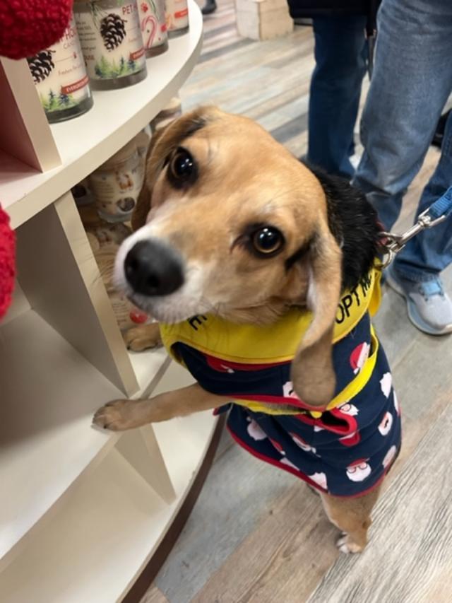 Enlarge Squiggy, a Adoptable Beagle in Williamsburg, VA image 6/6