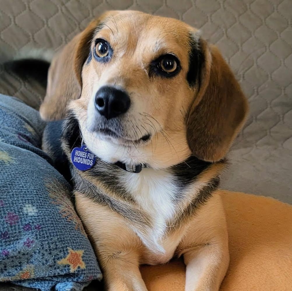 Enlarge Squiggy, a Adoptable Beagle in Williamsburg, VA image 2/6