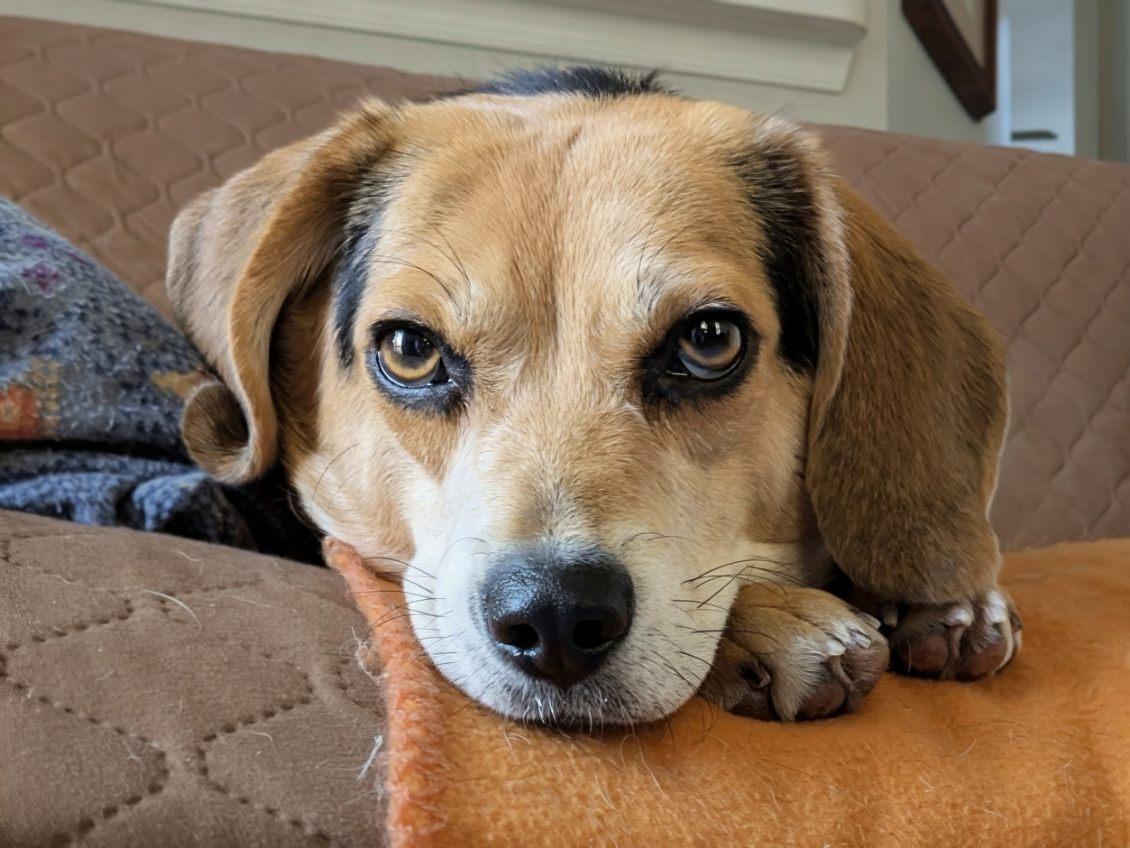 Enlarge Squiggy, a Adoptable Beagle in Williamsburg, VA image 6/6