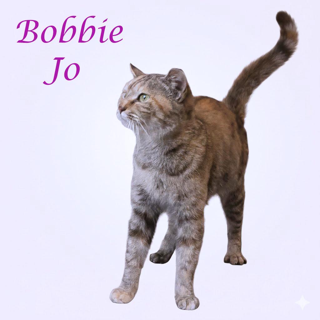 Bobbie Jo C26-049, Adoptable, Young Female Domestic Short Hair.