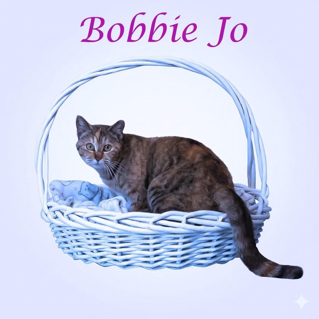 Enlarge Bobbie Jo C26-049, a Adoptable Domestic Short Hair in Lebanon, TN image 2/6