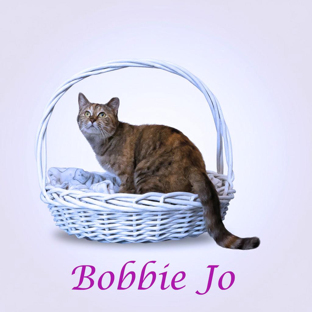 Enlarge Bobbie Jo C26-049, a Adoptable Domestic Short Hair in Lebanon, TN image 3/6