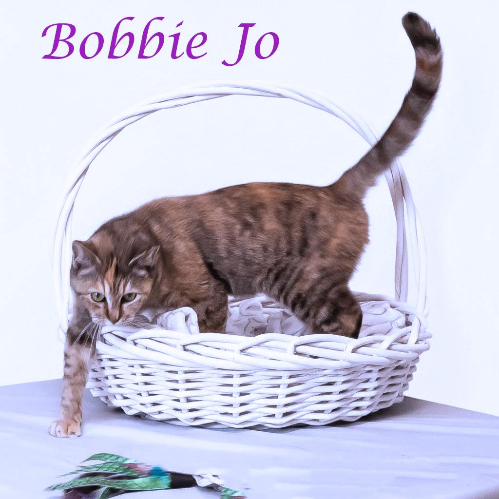 Enlarge Bobbie Jo C26-049, a Adoptable Domestic Short Hair in Lebanon, TN image 5/6