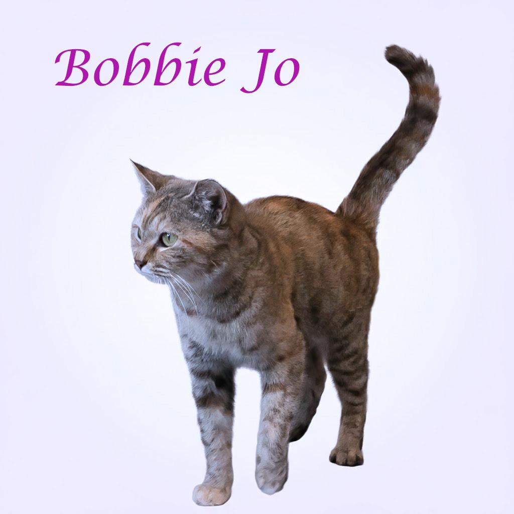 Enlarge Bobbie Jo C26-049, a Adoptable Domestic Short Hair in Lebanon, TN image 6/6