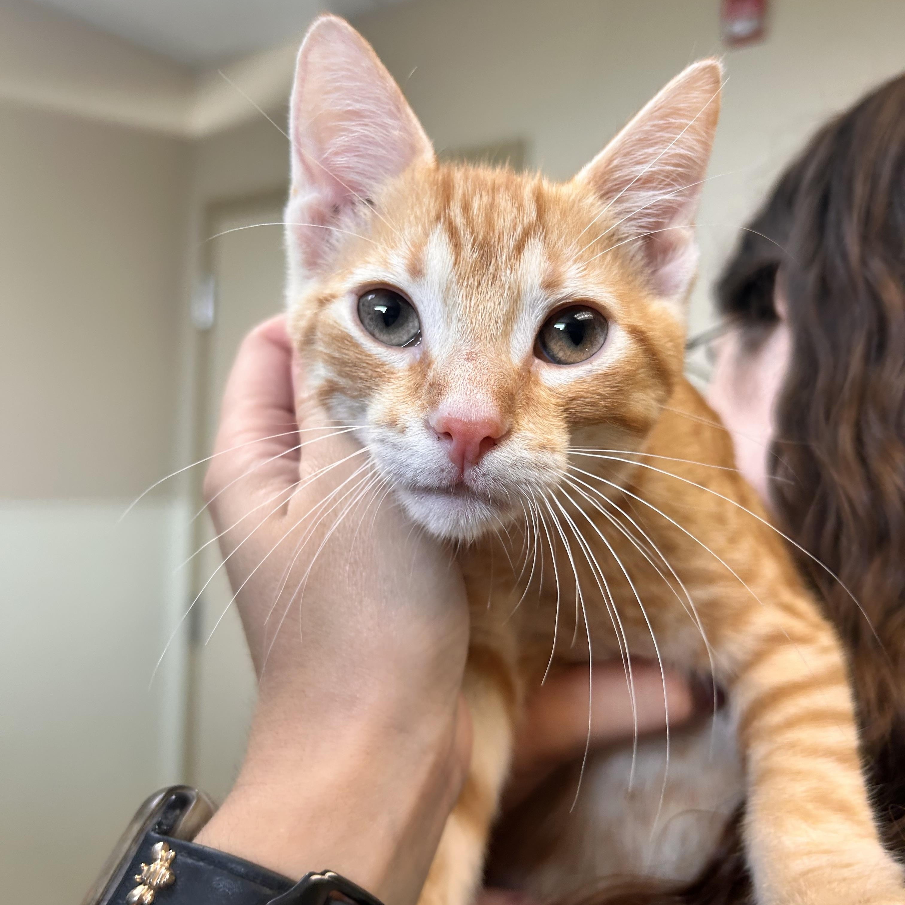 Blondie, an adopted Domestic Short Hair in Myerstown, PA image 2/2