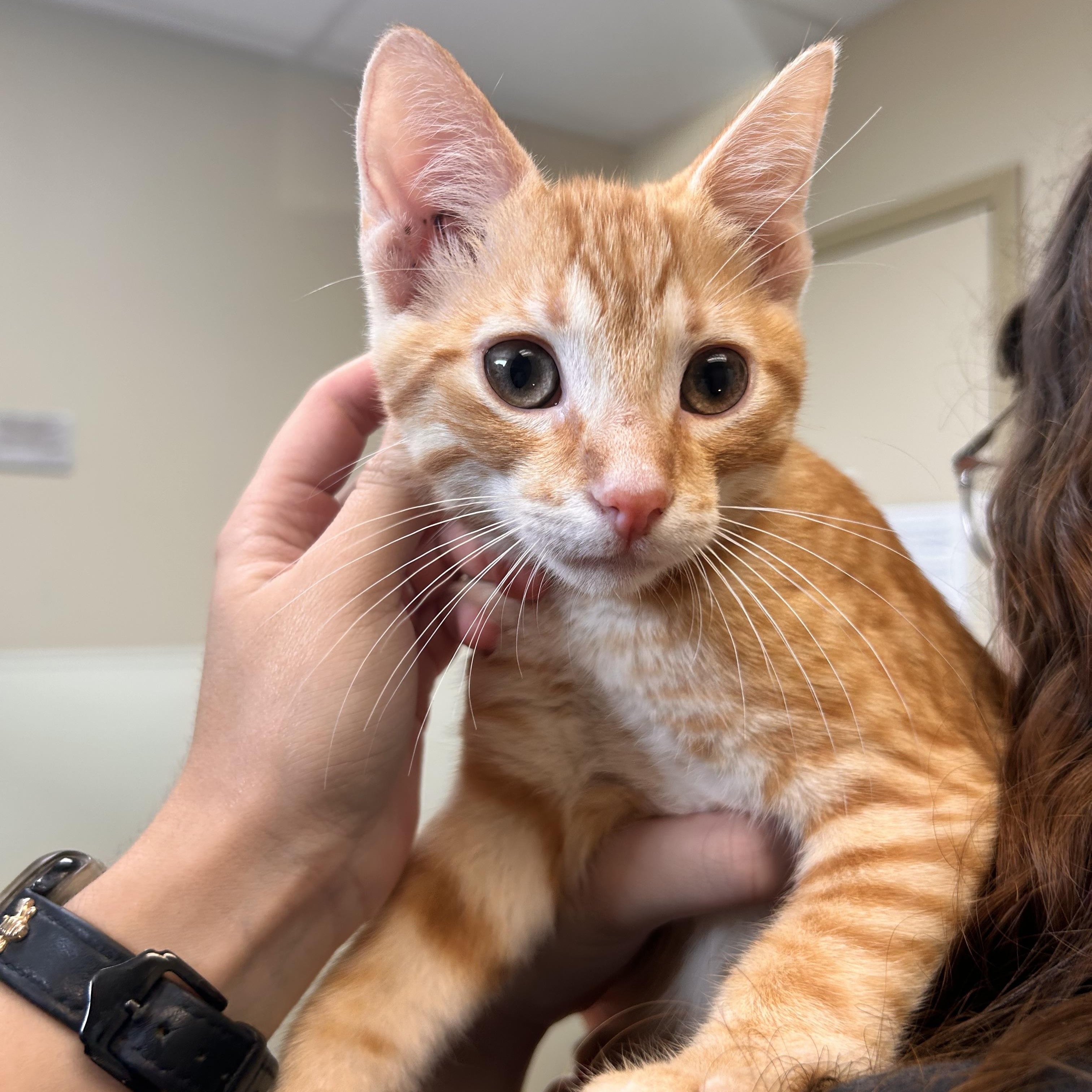 Blondie, an adopted Domestic Short Hair in Myerstown, PA image 1/2