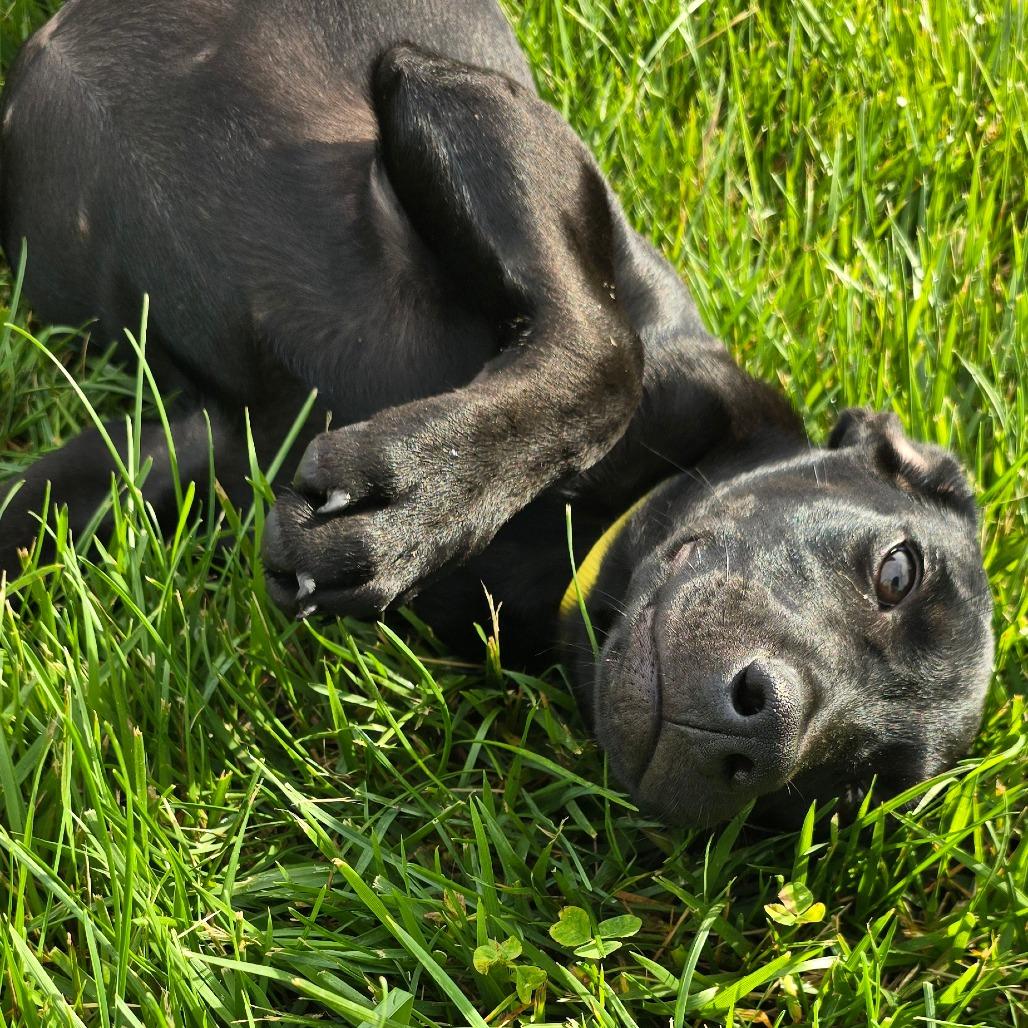 Ravenclaw, Adoptable, Young Female Black Labrador Retriever & Mixed Breed.