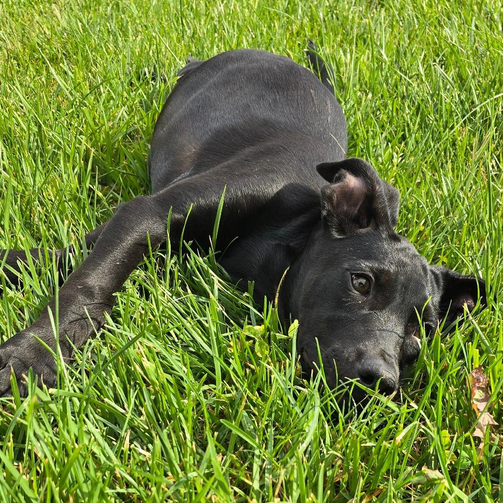 Ravenclaw, a Adoptable mixed breed in Peculiar, MO image 2/6