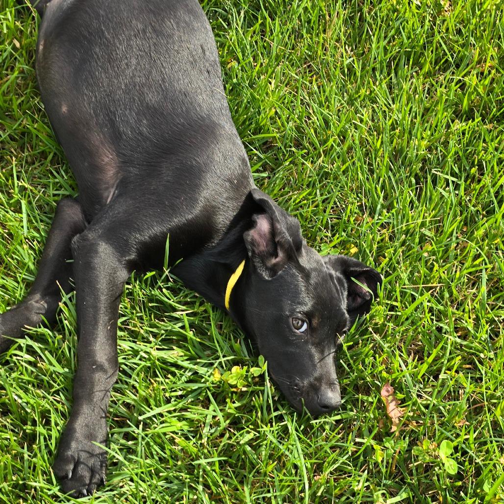 Ravenclaw, a Adoptable mixed breed in Peculiar, MO image 3/6
