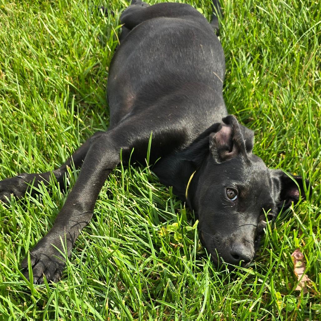 Ravenclaw, a Adoptable mixed breed in Peculiar, MO image 4/6