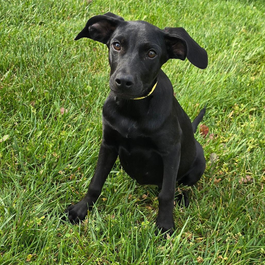 Ravenclaw, a Adoptable mixed breed in Peculiar, MO image 5/6