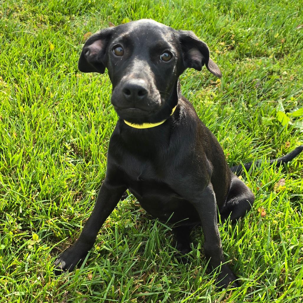 Ravenclaw, a Adoptable mixed breed in Peculiar, MO image 6/6