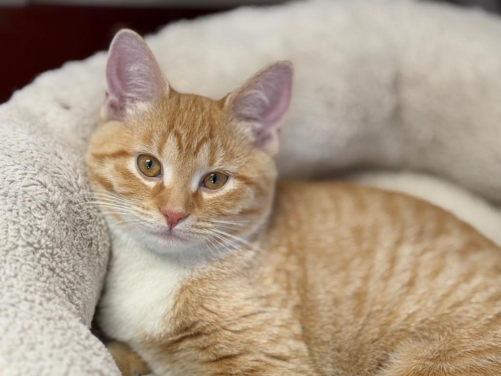 Enlarge Mango, a Adopted mixed breed in Peru, NY image 1/1