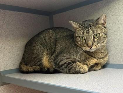 Enlarge Gabby Pentin, a Adoptable Domestic Short Hair in Canon City, CO image 1/1