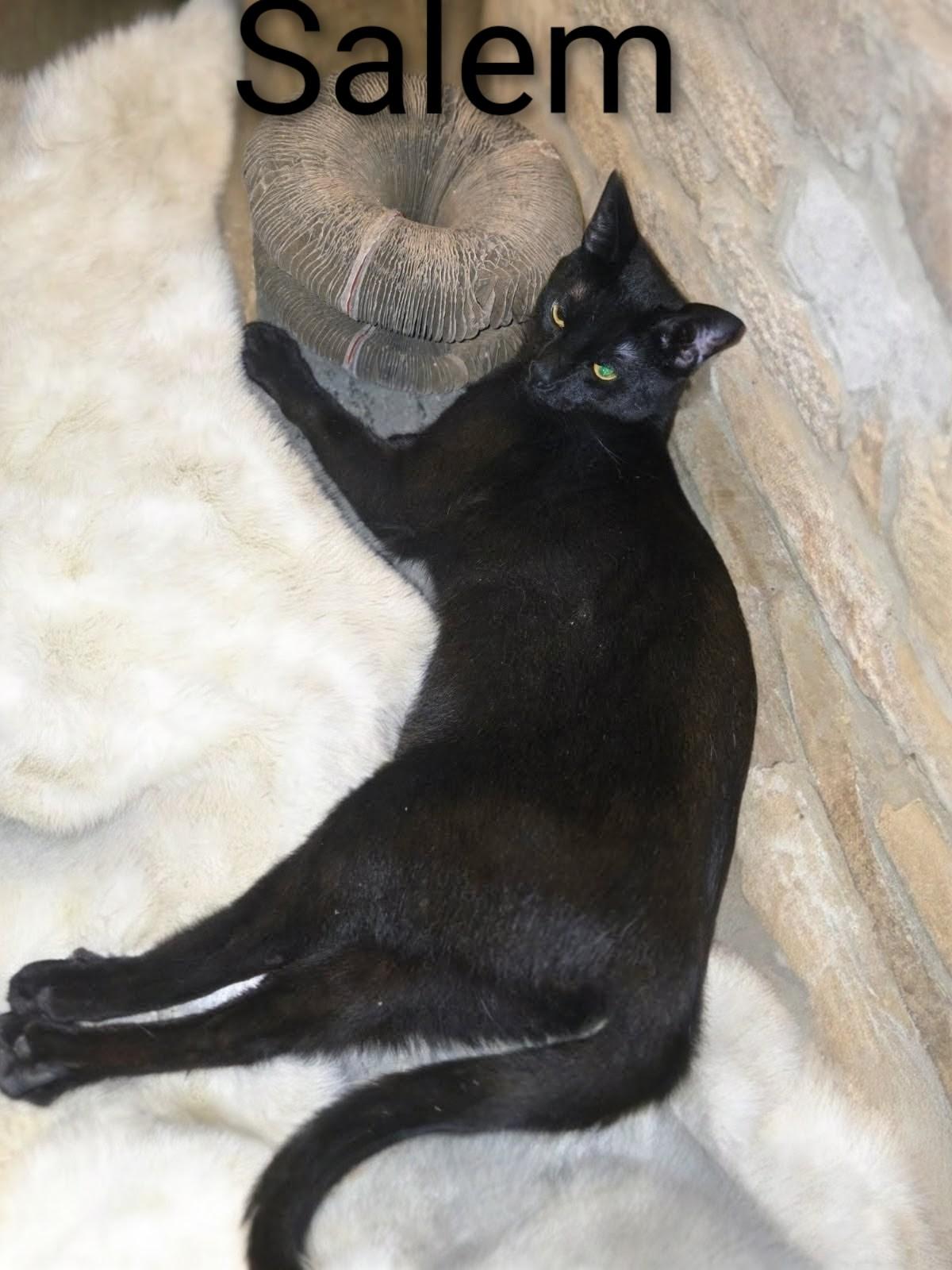 Enlarge Salem, a Adoptable Domestic Short Hair in Monrovia, CA image 1/3