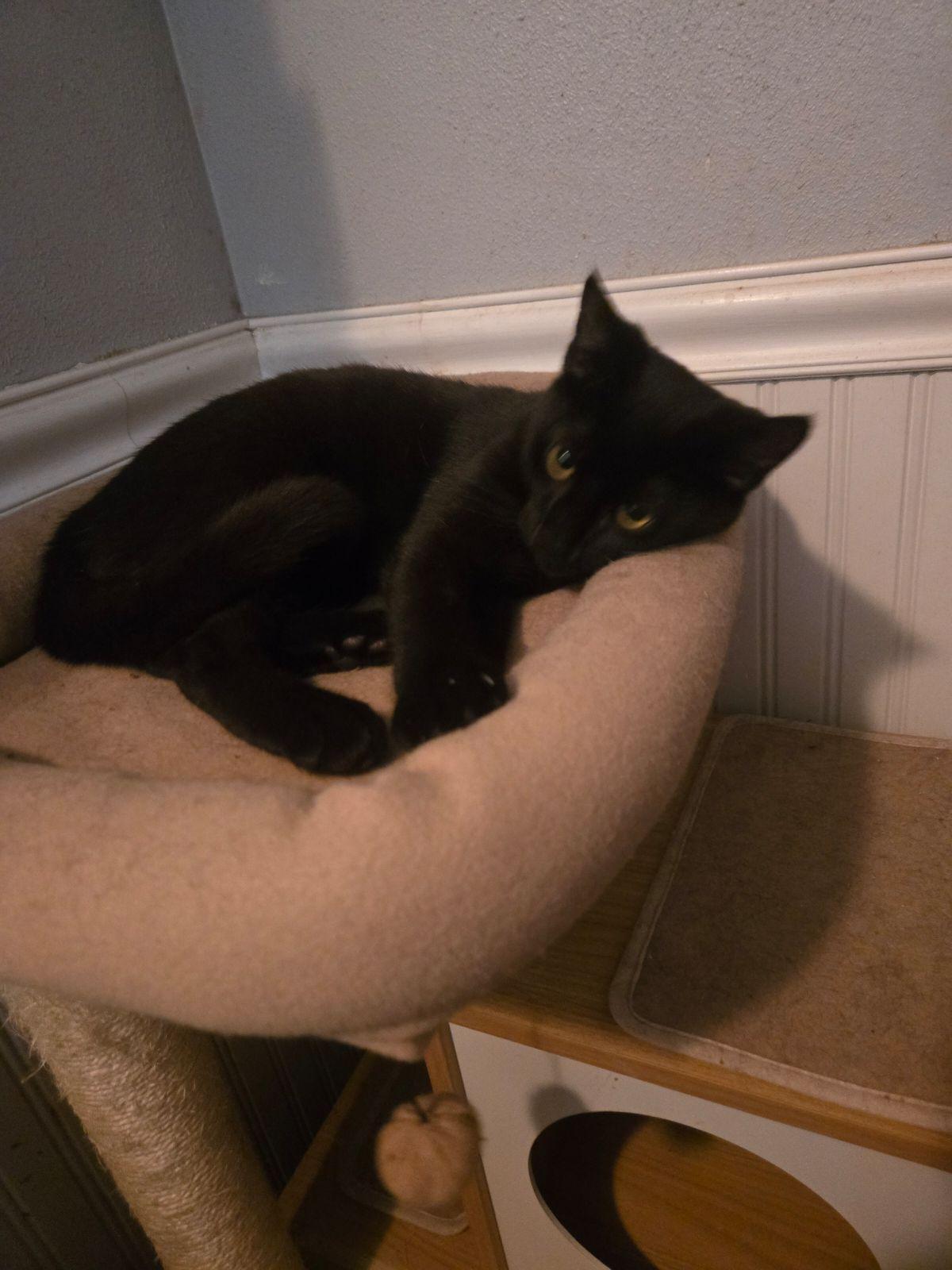 Enlarge Salem, a Adoptable Domestic Short Hair in Monrovia, CA image 3/3