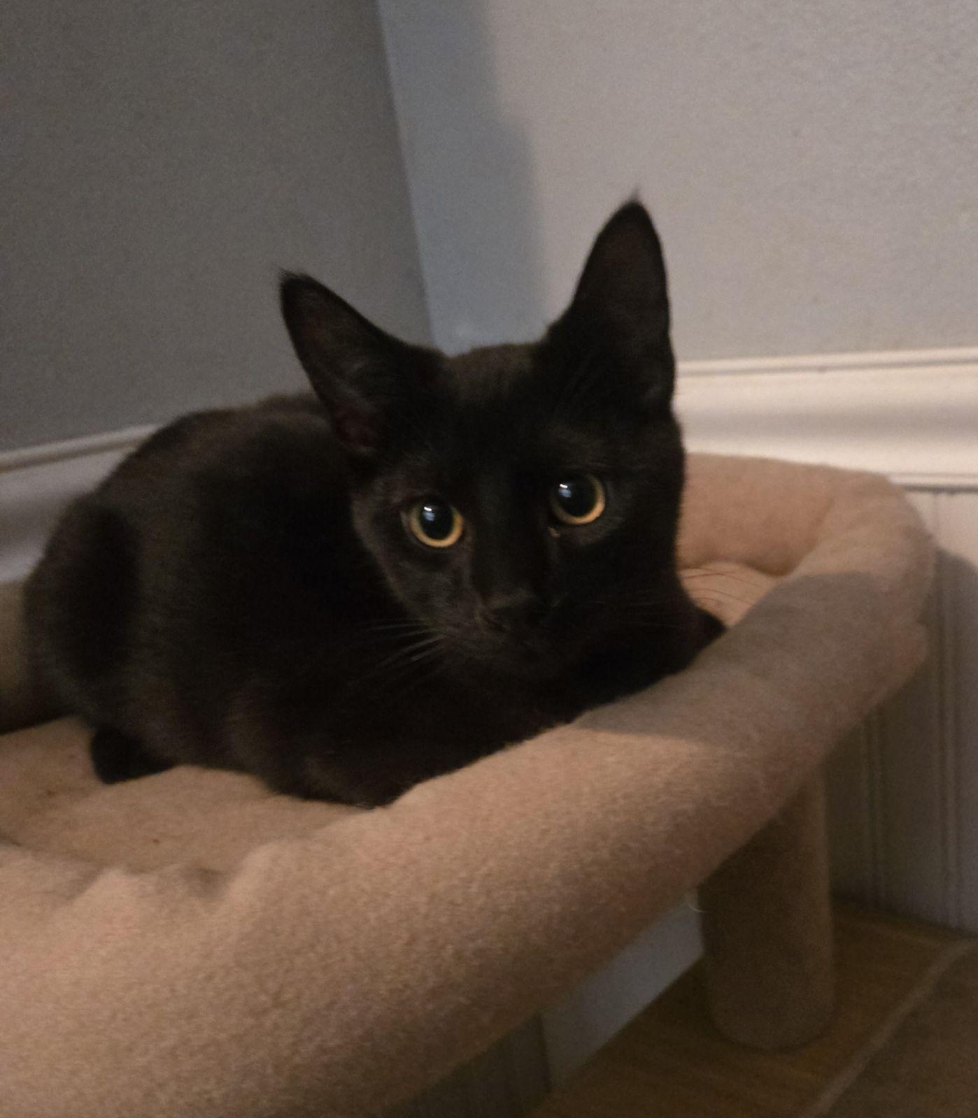 Enlarge Salem, a Adoptable Domestic Short Hair in Monrovia, CA image 2/3