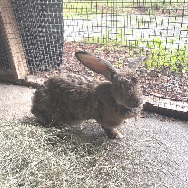 Grahams, Adoptable, Young Female American.