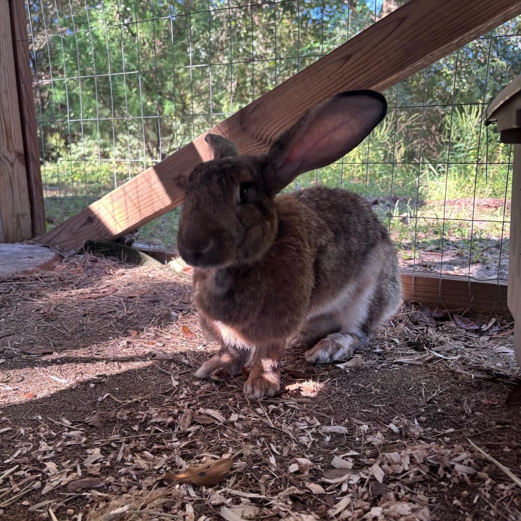 Enlarge Grahams, a Adoptable American in Freeport, FL image 2/2
