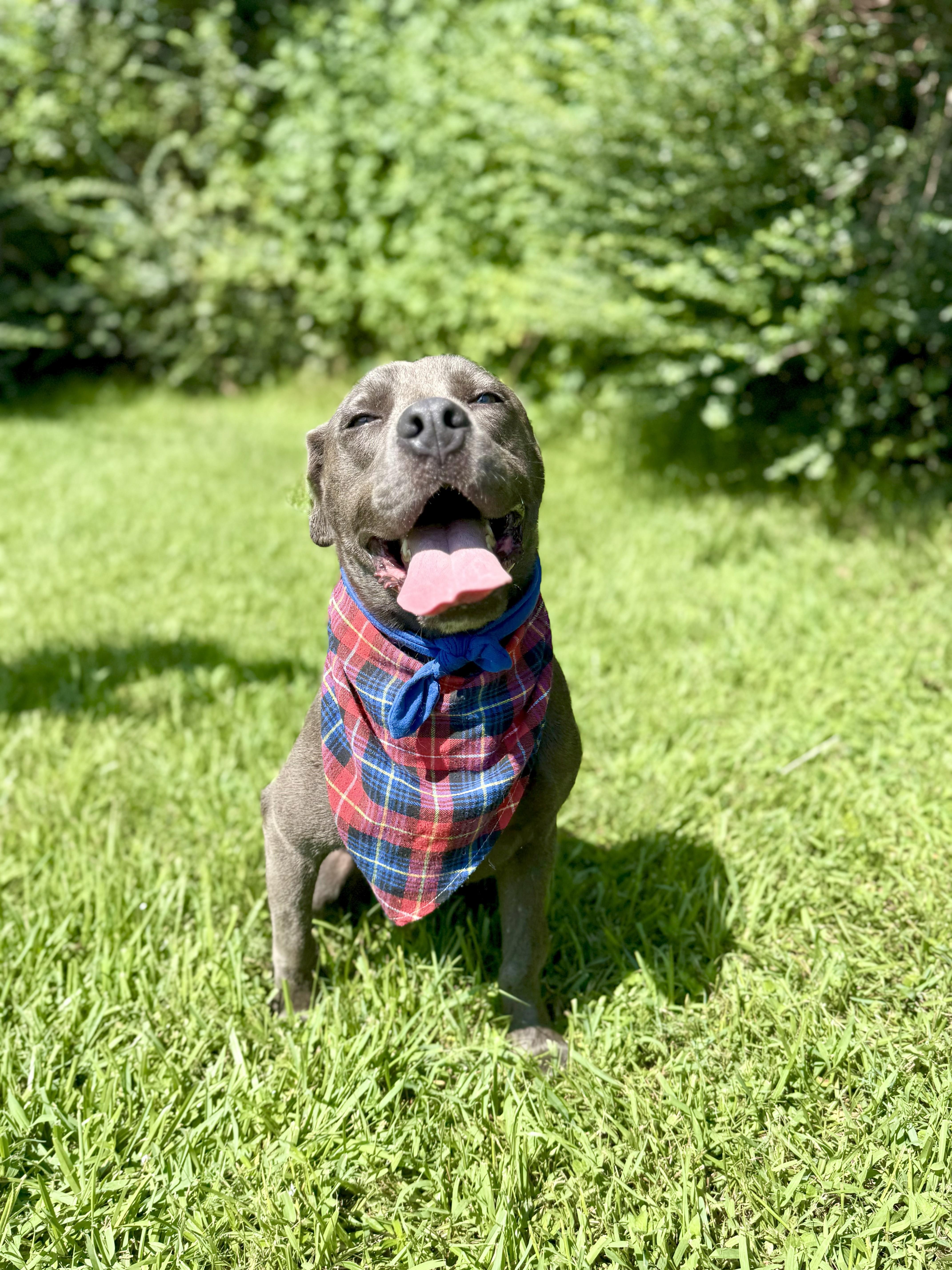 Lacross — thumbnail 2