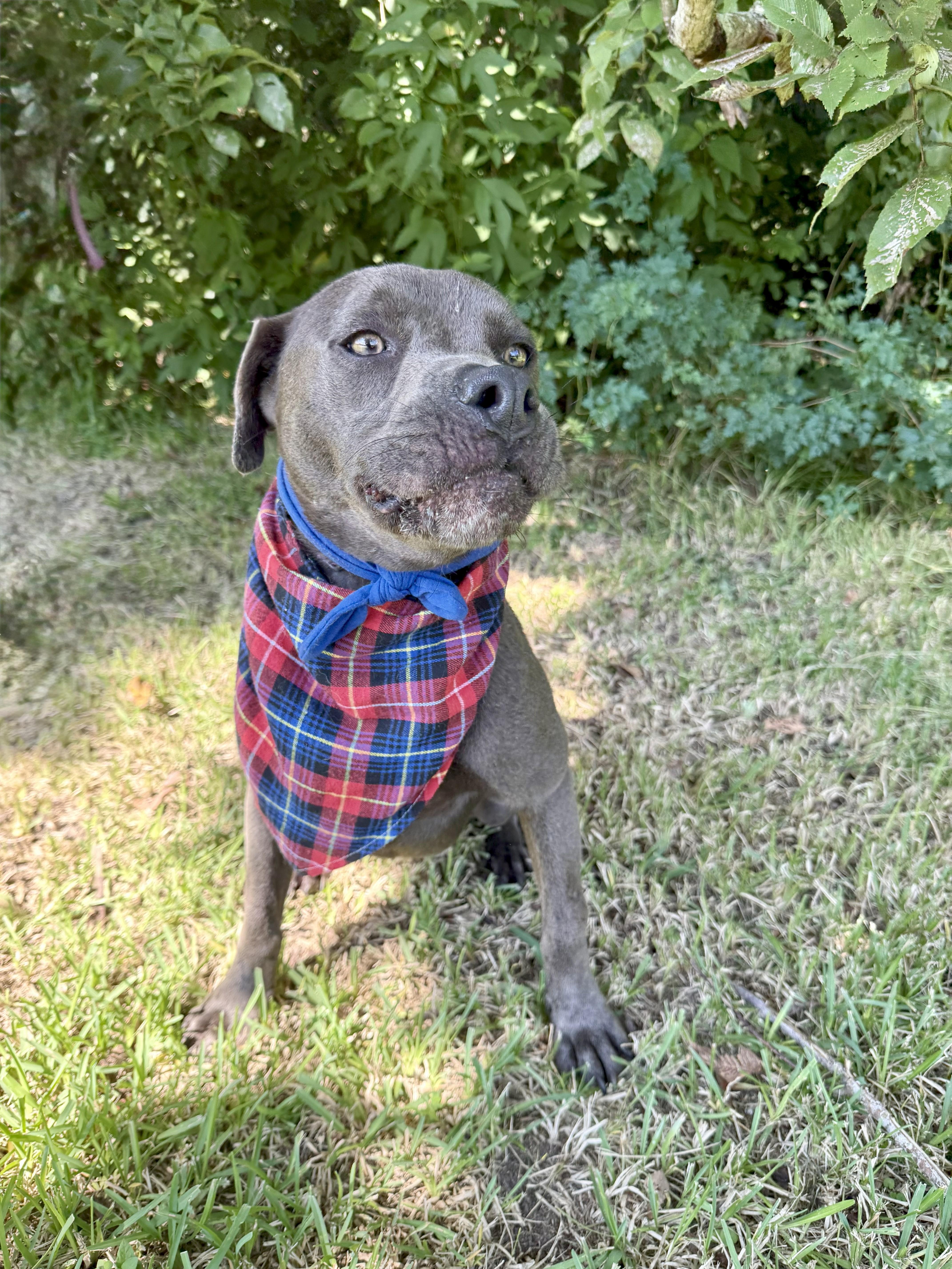 Lacross — thumbnail 3