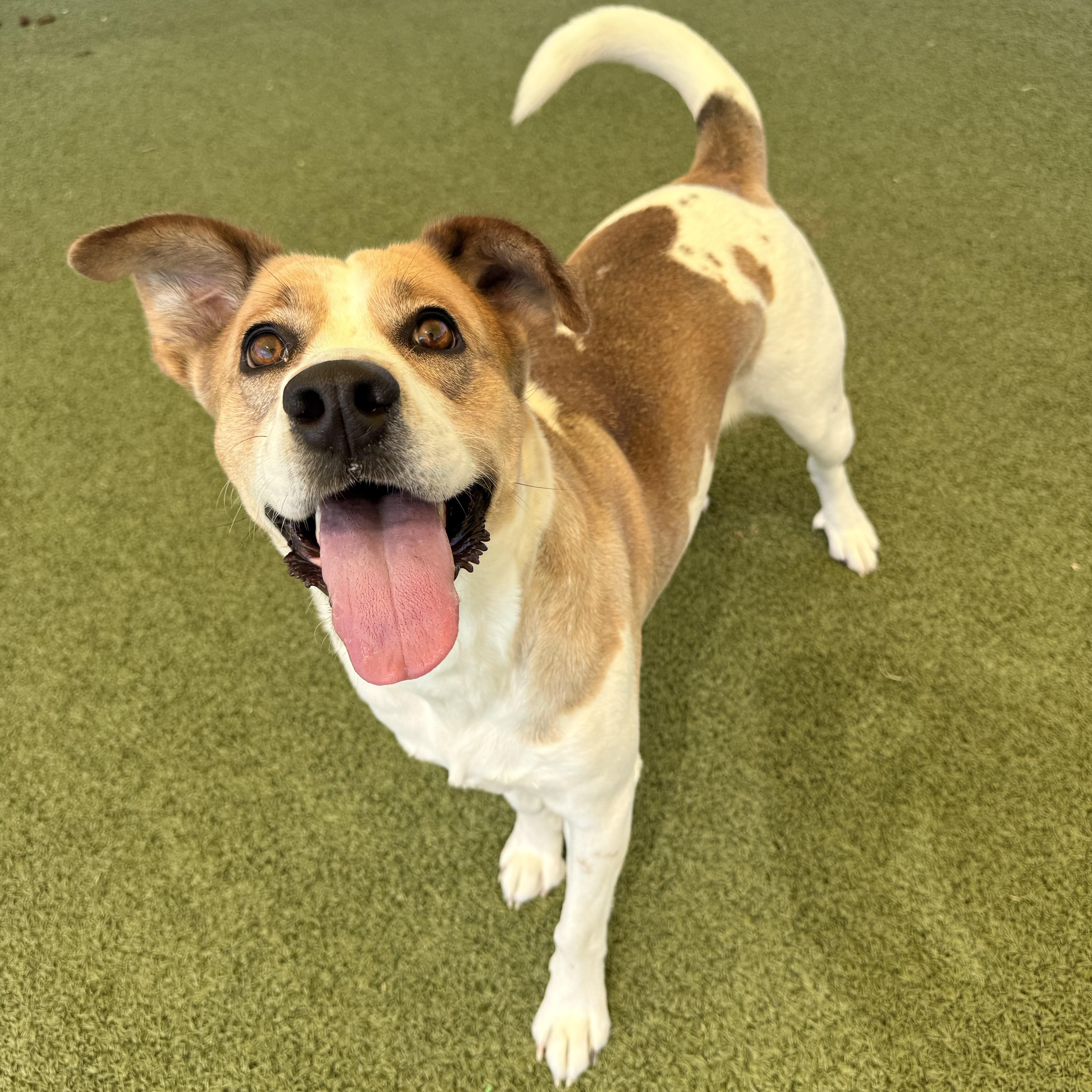 Dottie (Dot), adopted, Adult Female Mixed Breed.