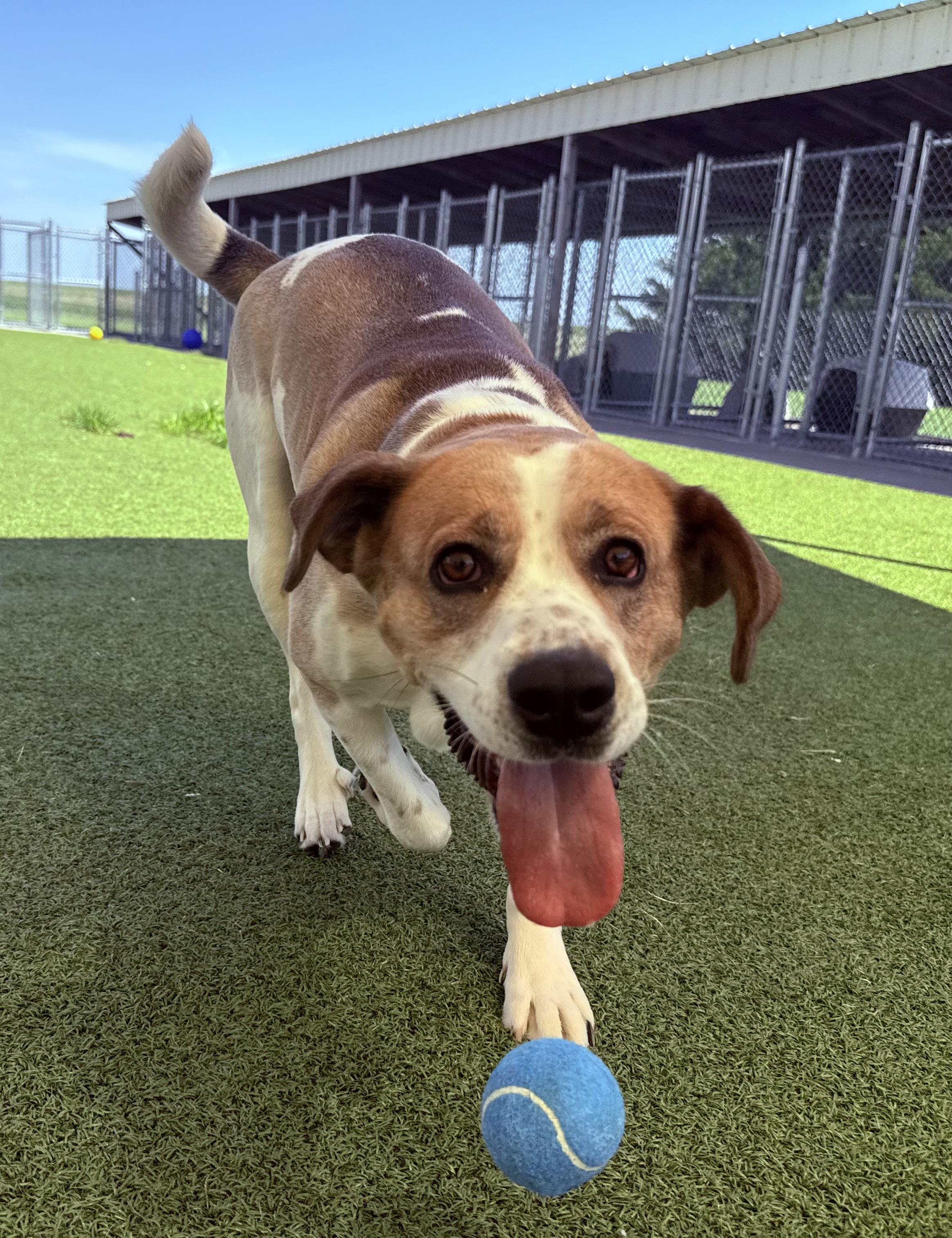 Dottie (Dot), an adopted Mixed Breed in Hays, KS image 6/6