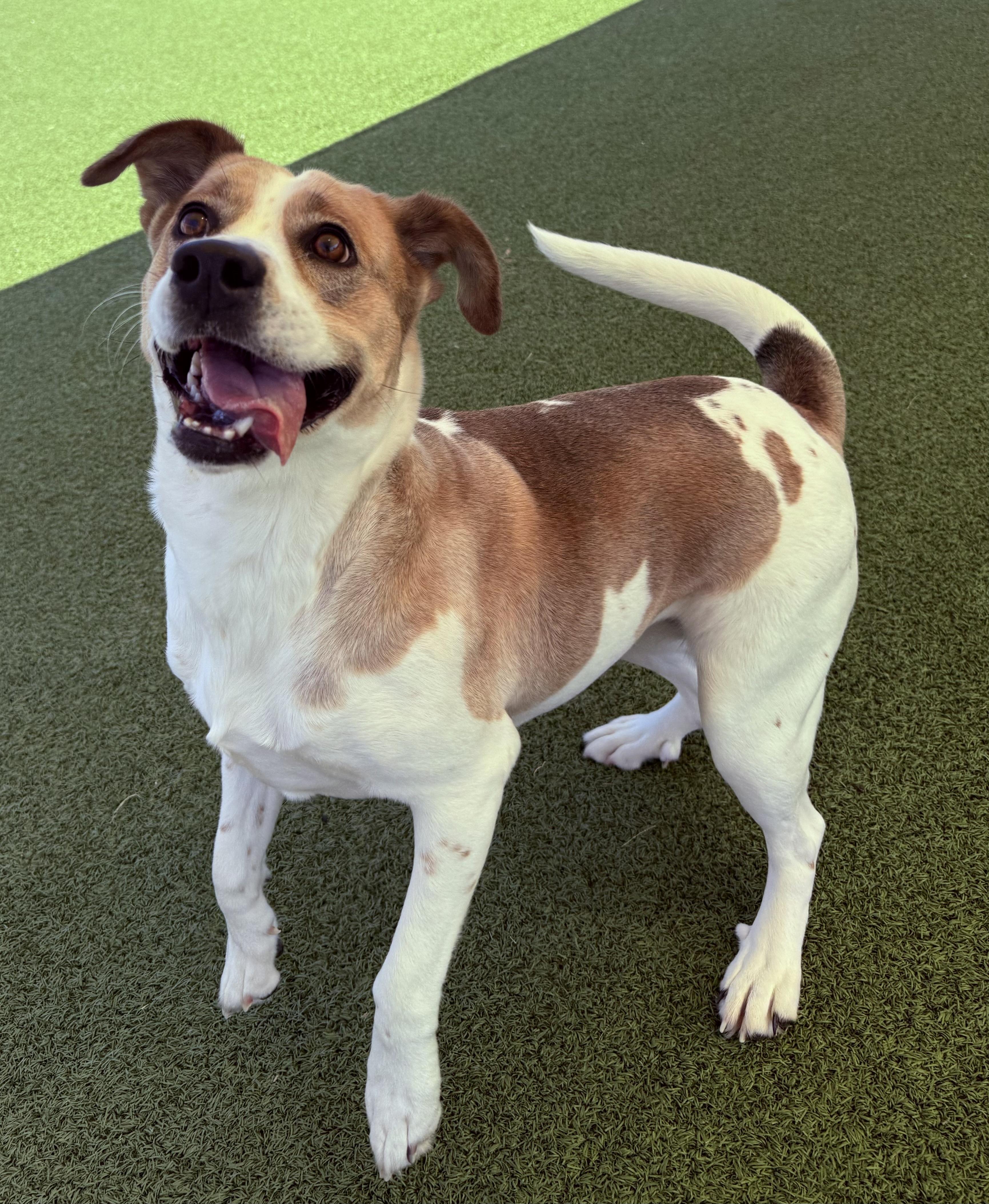 Dottie (Dot), an adopted Mixed Breed in Hays, KS image 5/6