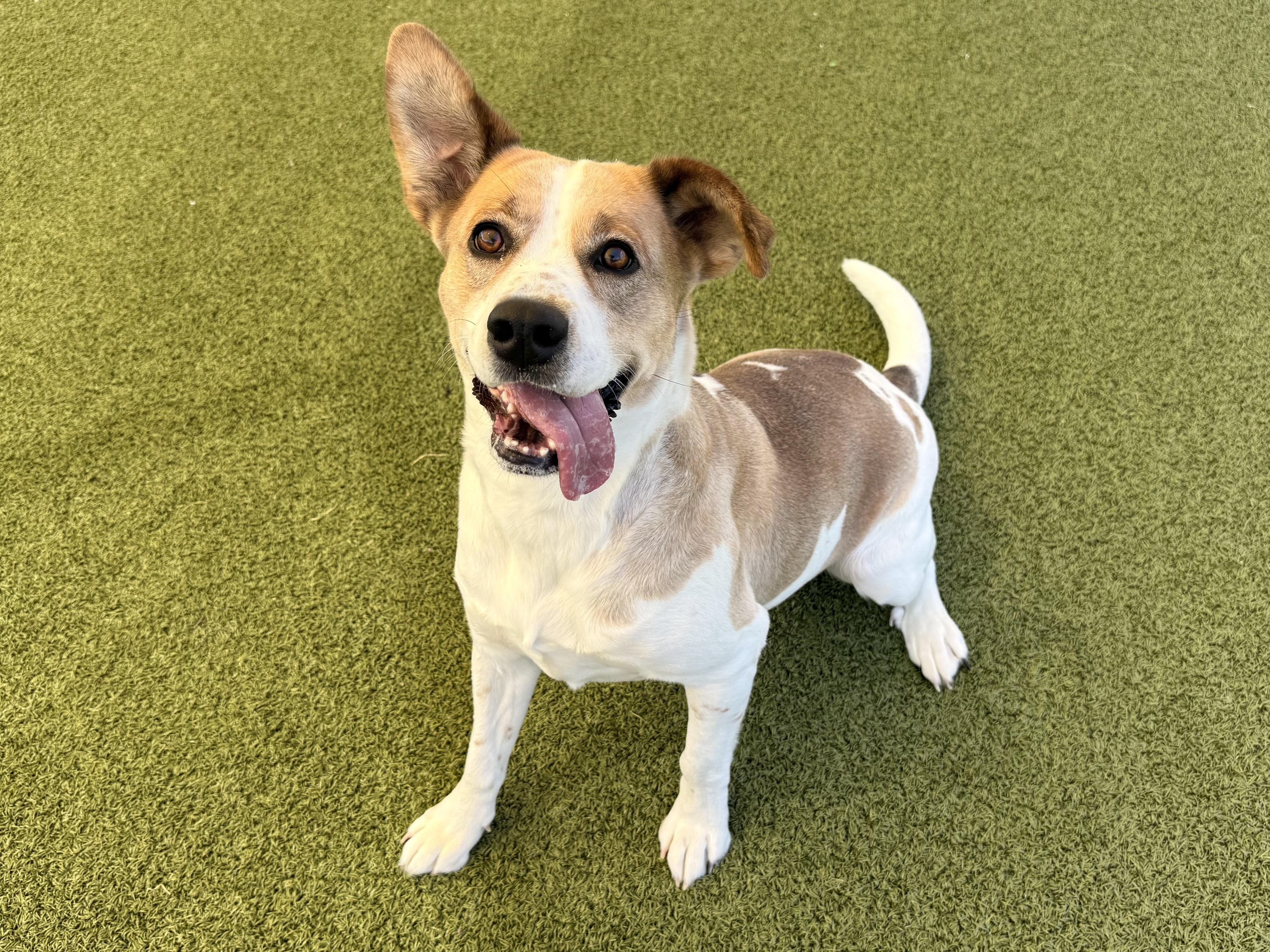 Dottie (Dot), an adopted Mixed Breed in Hays, KS image 2/6