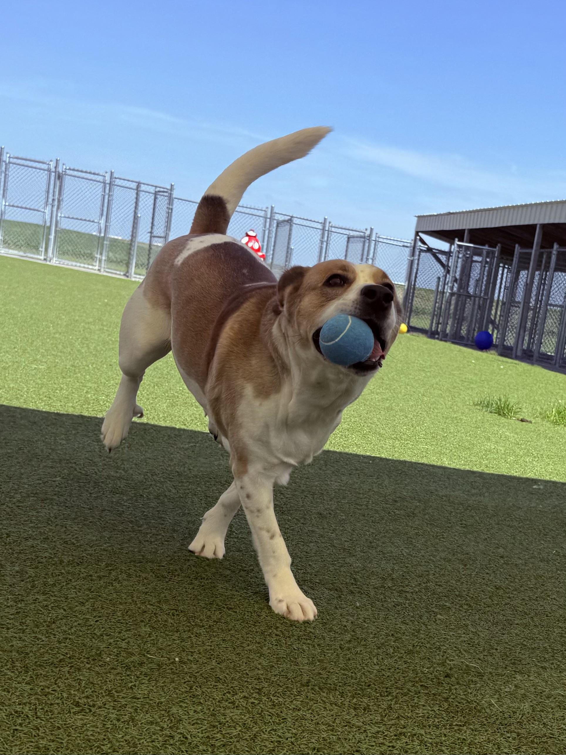 Dottie (Dot), an adopted Mixed Breed in Hays, KS image 4/6