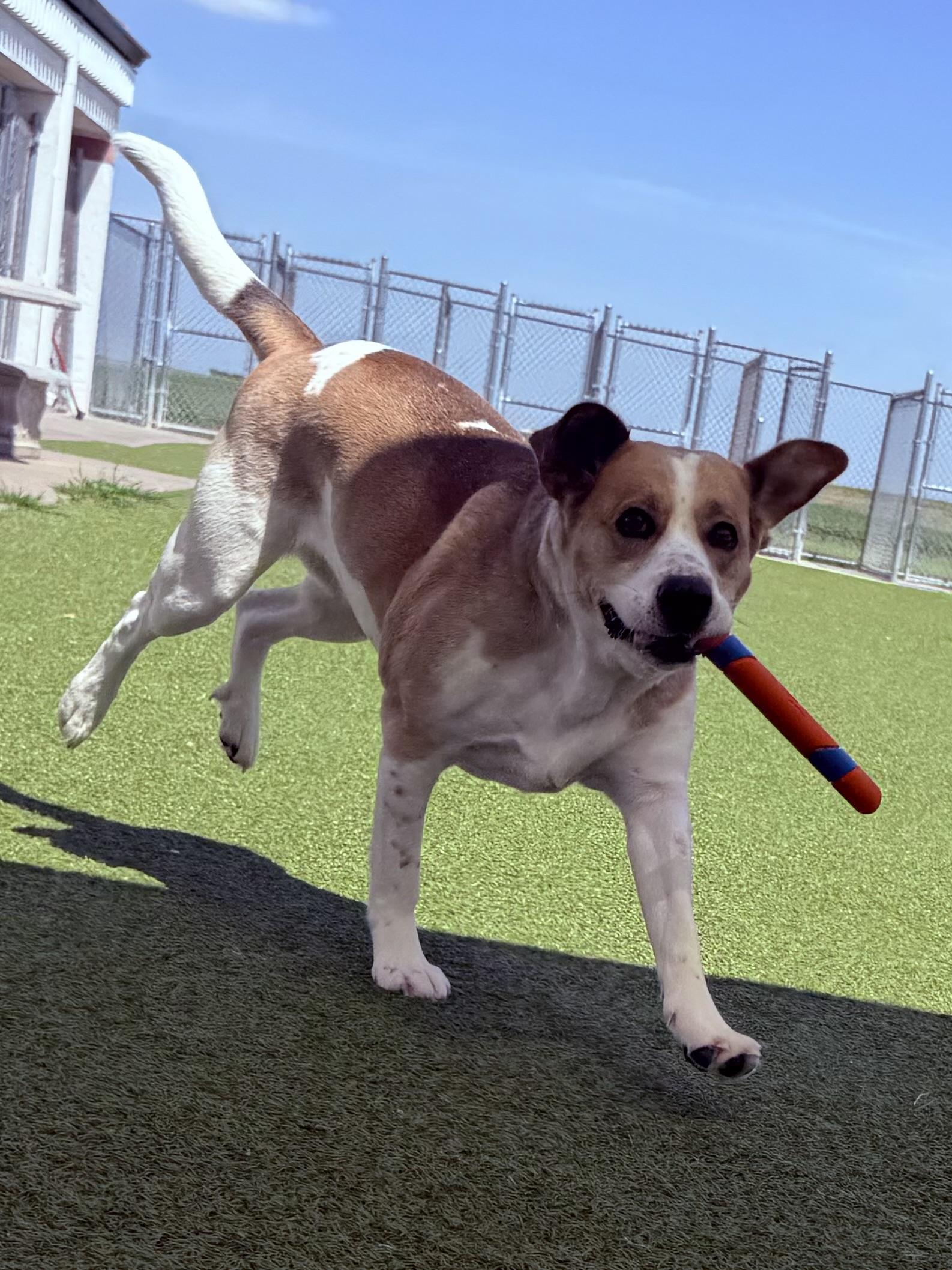 Dottie (Dot), an adopted Mixed Breed in Hays, KS image 3/6