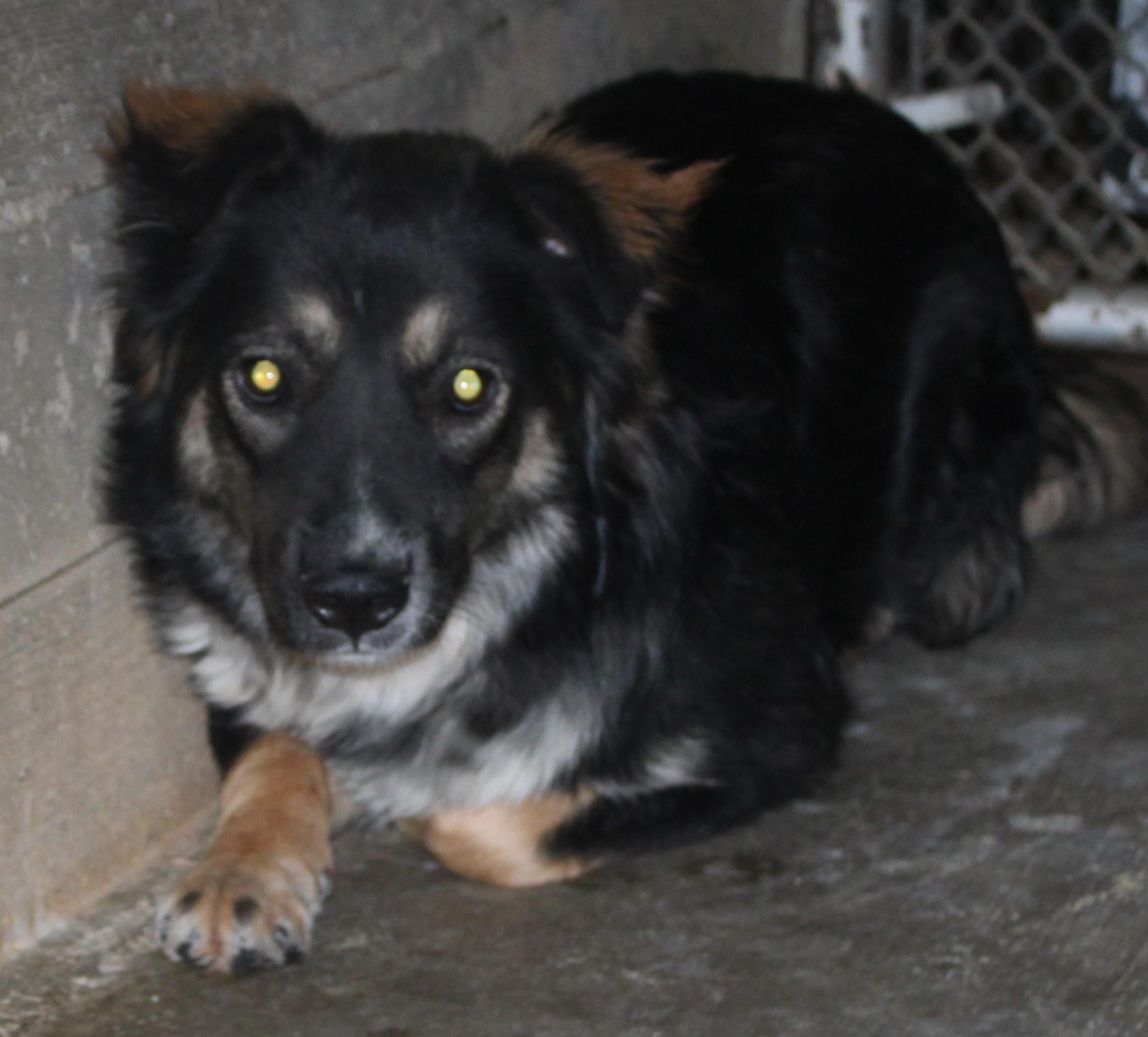 Oak, ADOPTABLE, Adult Male Border Collie.