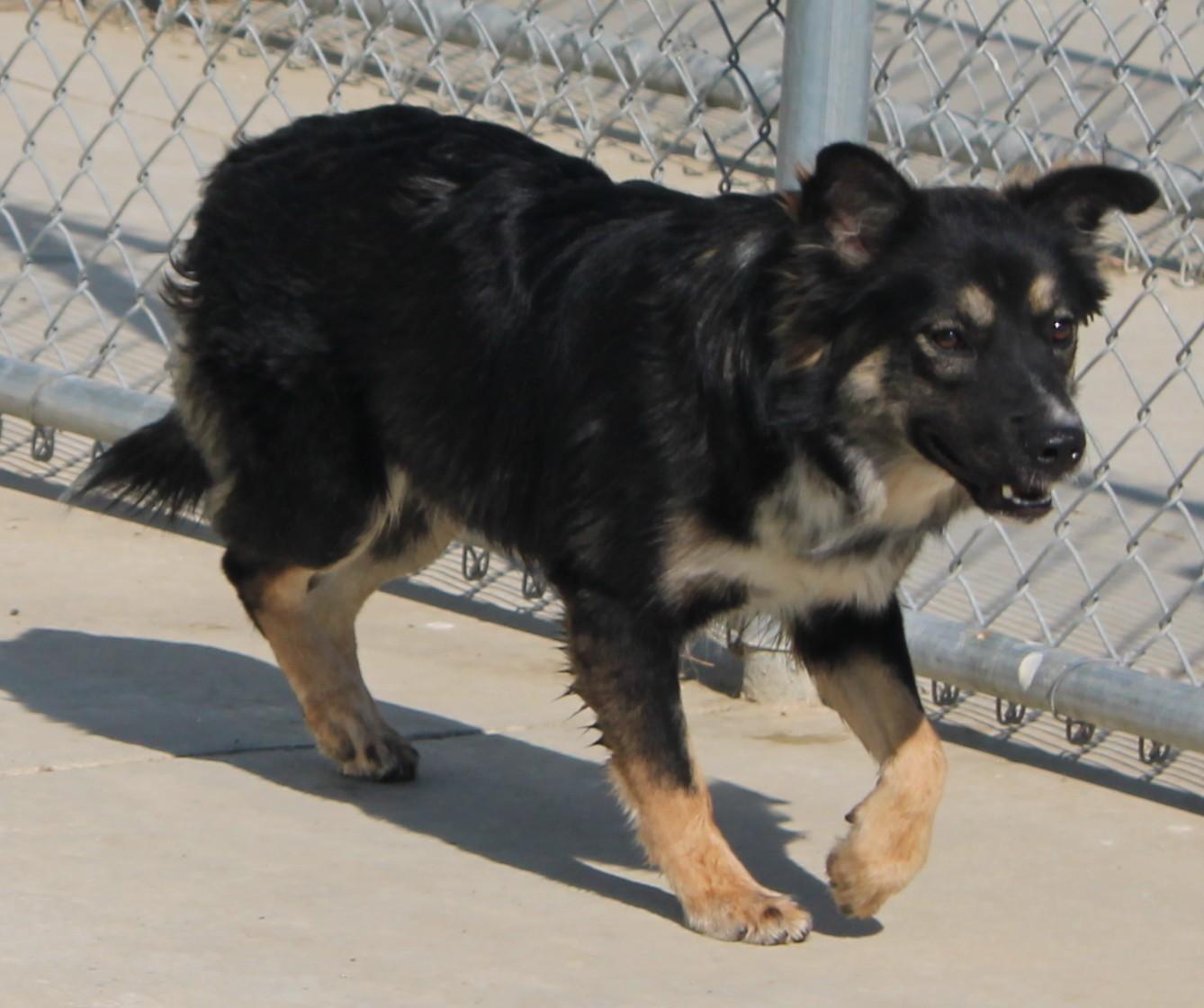 Oak, ADOPTABLE, Adult Male Border Collie.