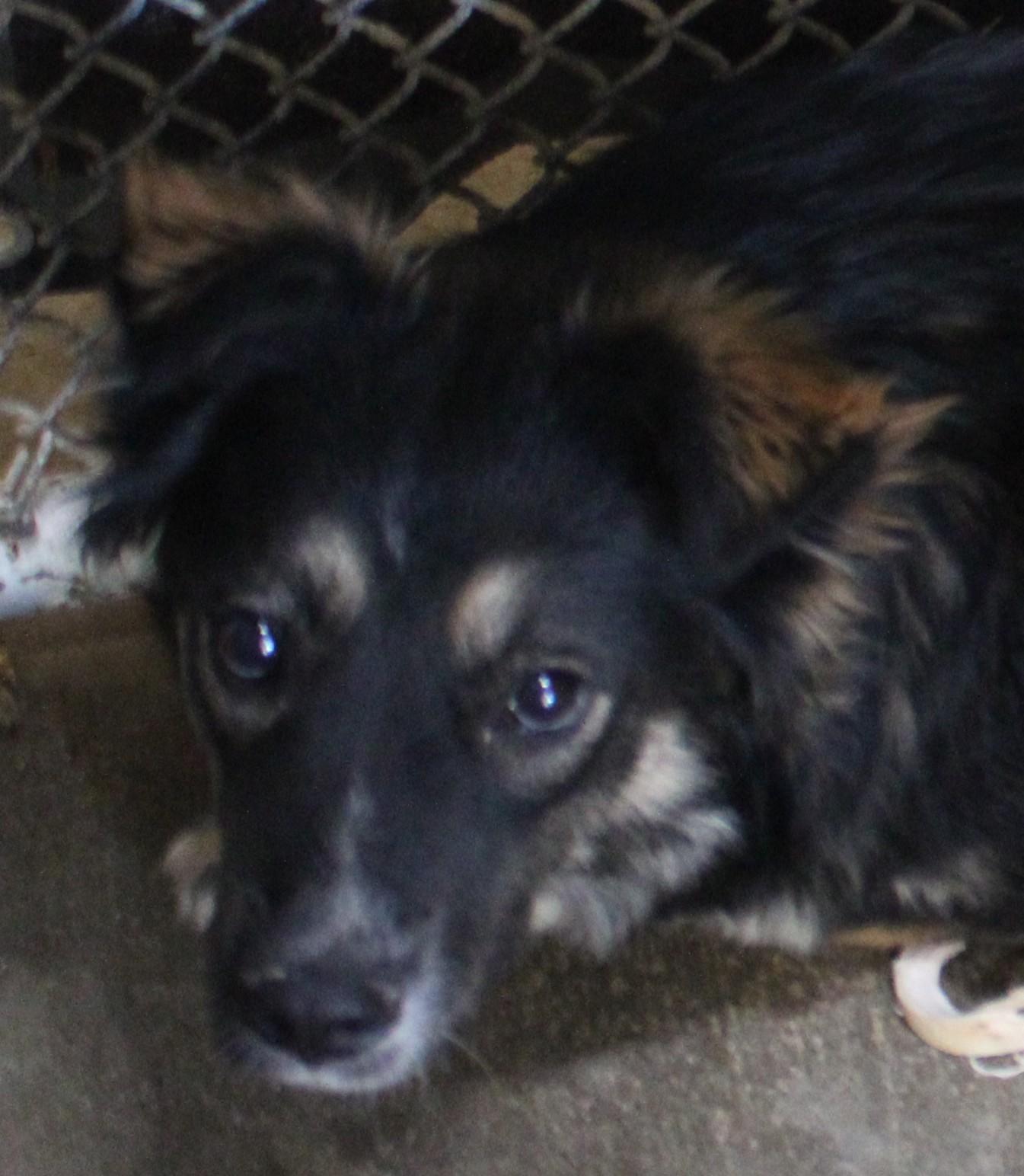 Oak, a ADOPTABLE Border Collie in Wasco, CA image 3/5