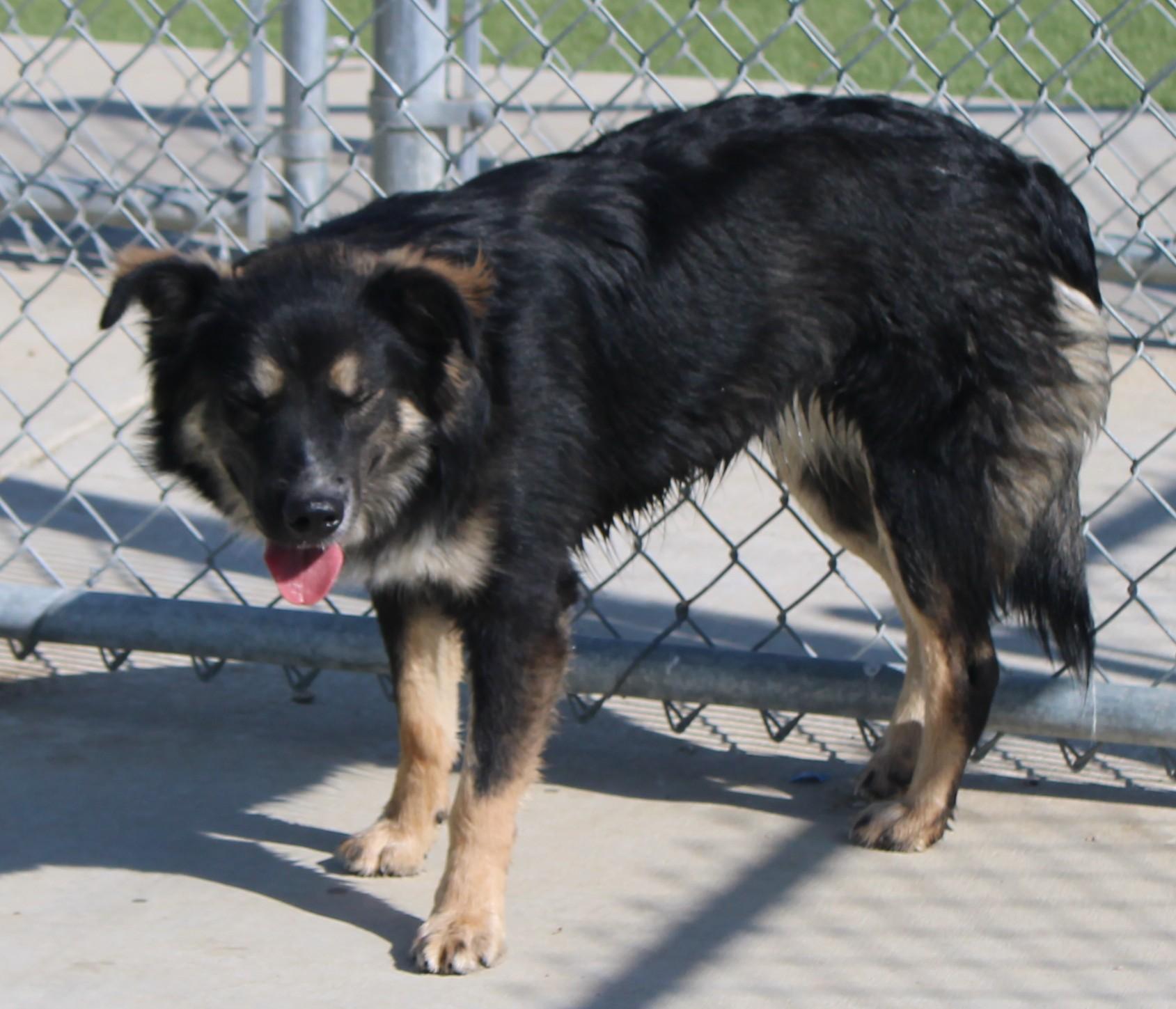 Oak, a ADOPTABLE Border Collie in Wasco, CA image 2/5
