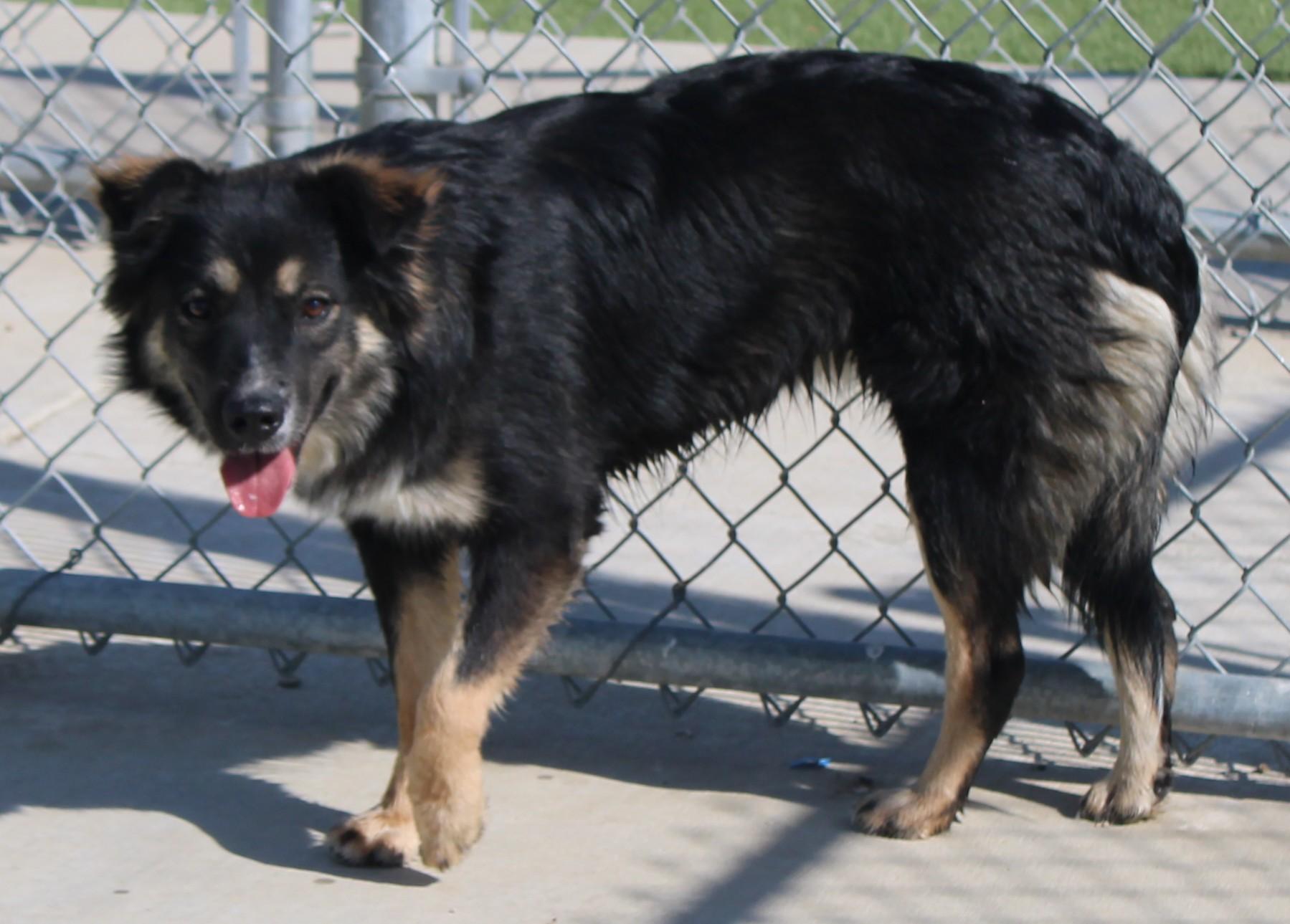 Oak, a ADOPTABLE Border Collie in Wasco, CA image 3/5
