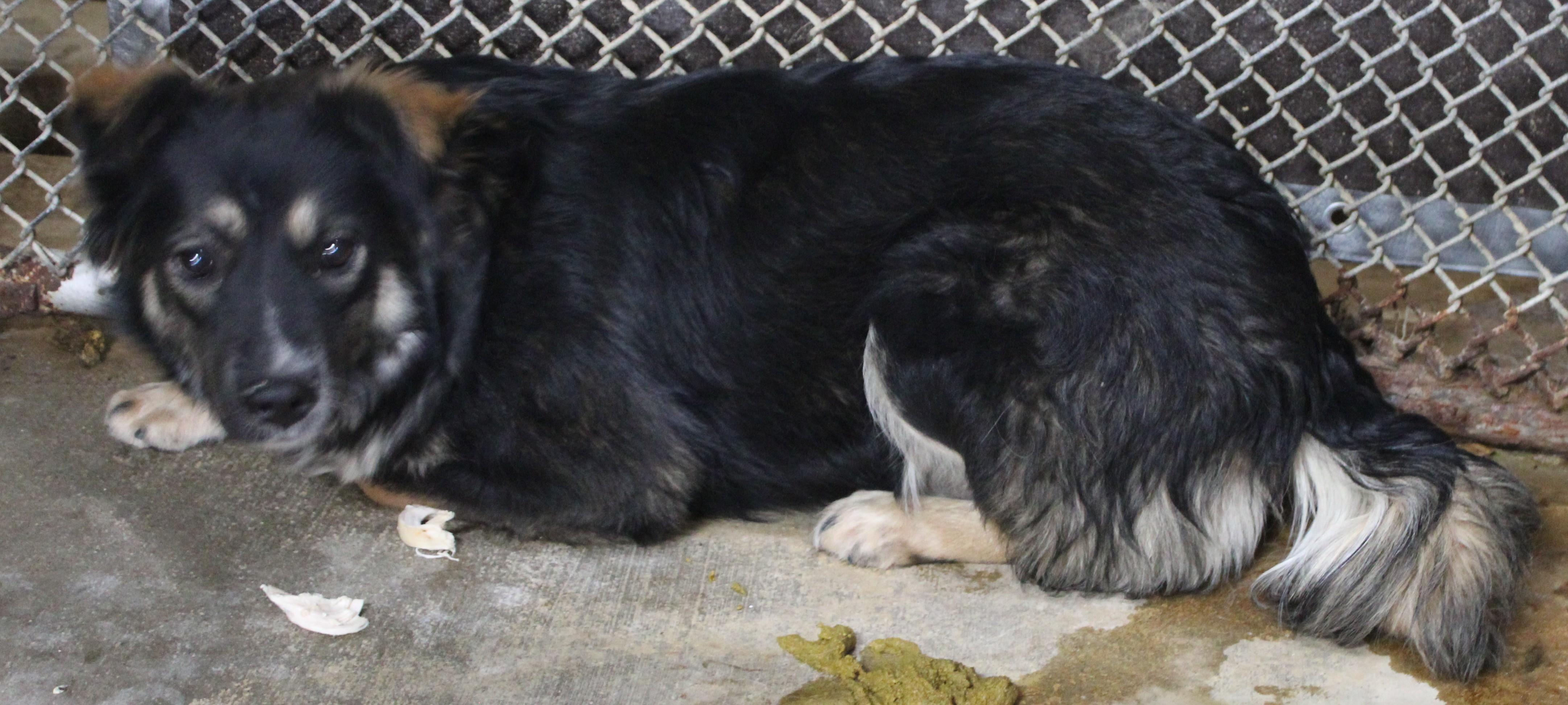 Oak, a ADOPTABLE Border Collie in Wasco, CA image 4/5