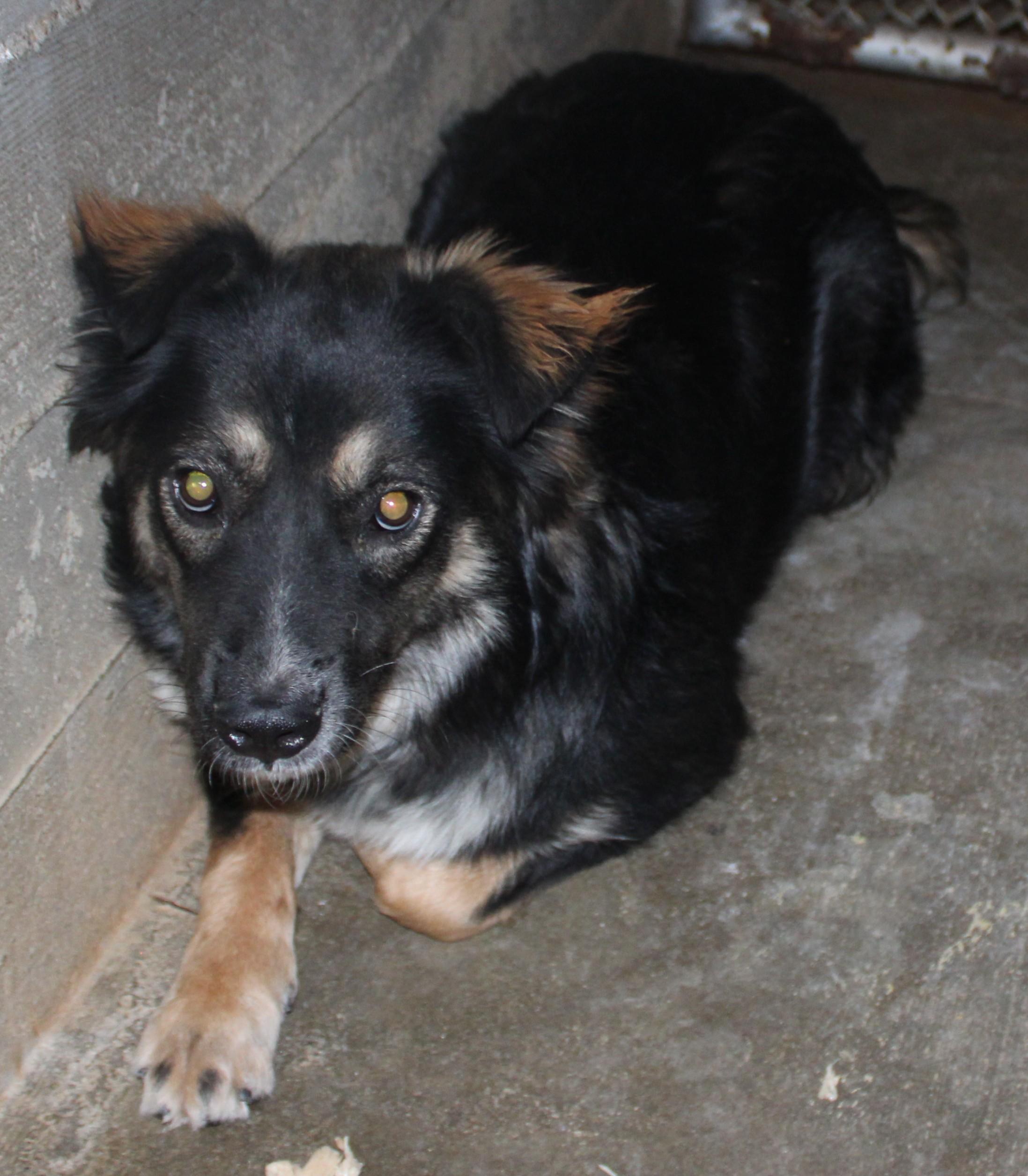 Oak, a ADOPTABLE Border Collie in Wasco, CA image 2/5