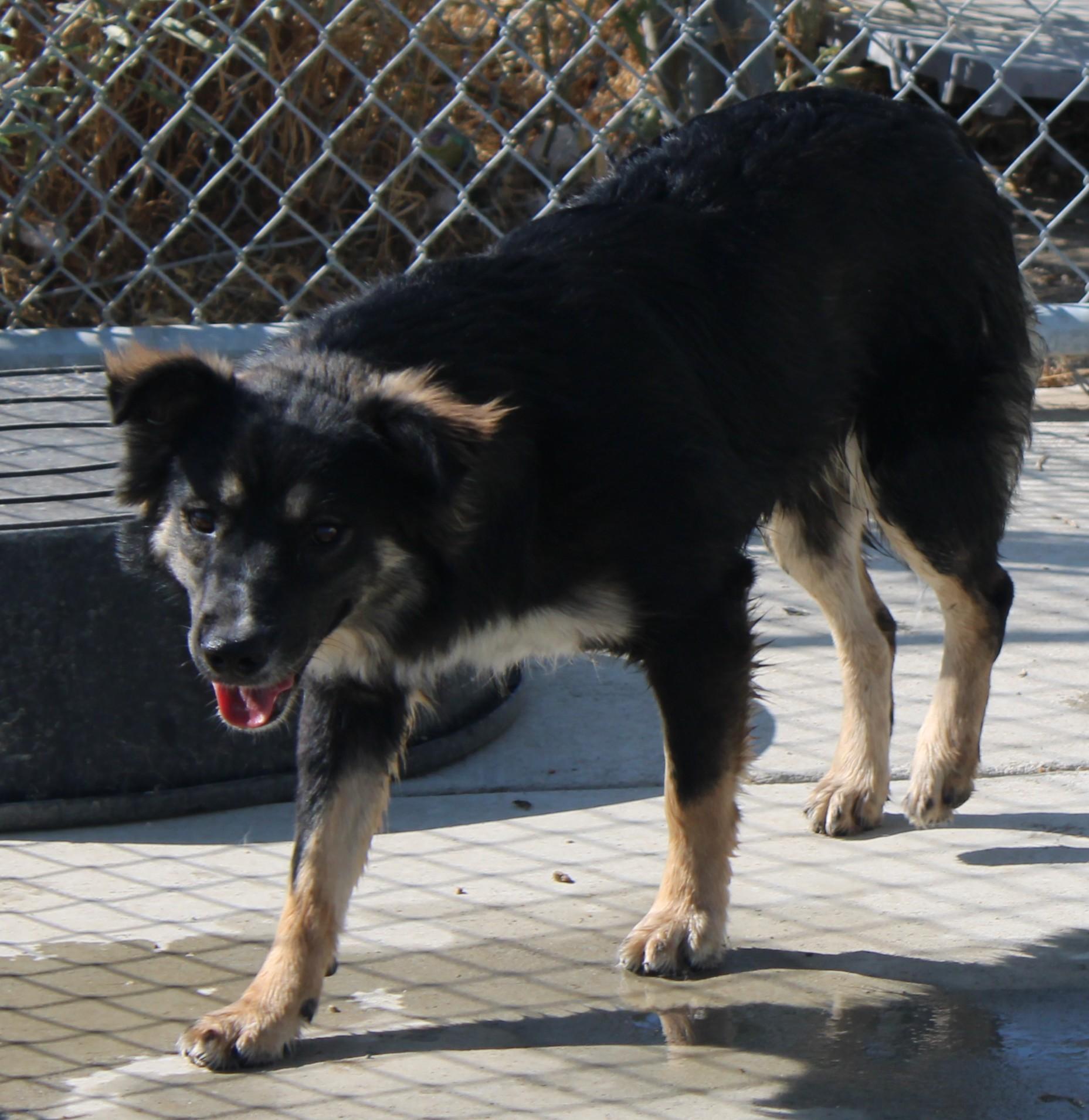 Oak, a ADOPTABLE Border Collie in Wasco, CA image 4/5