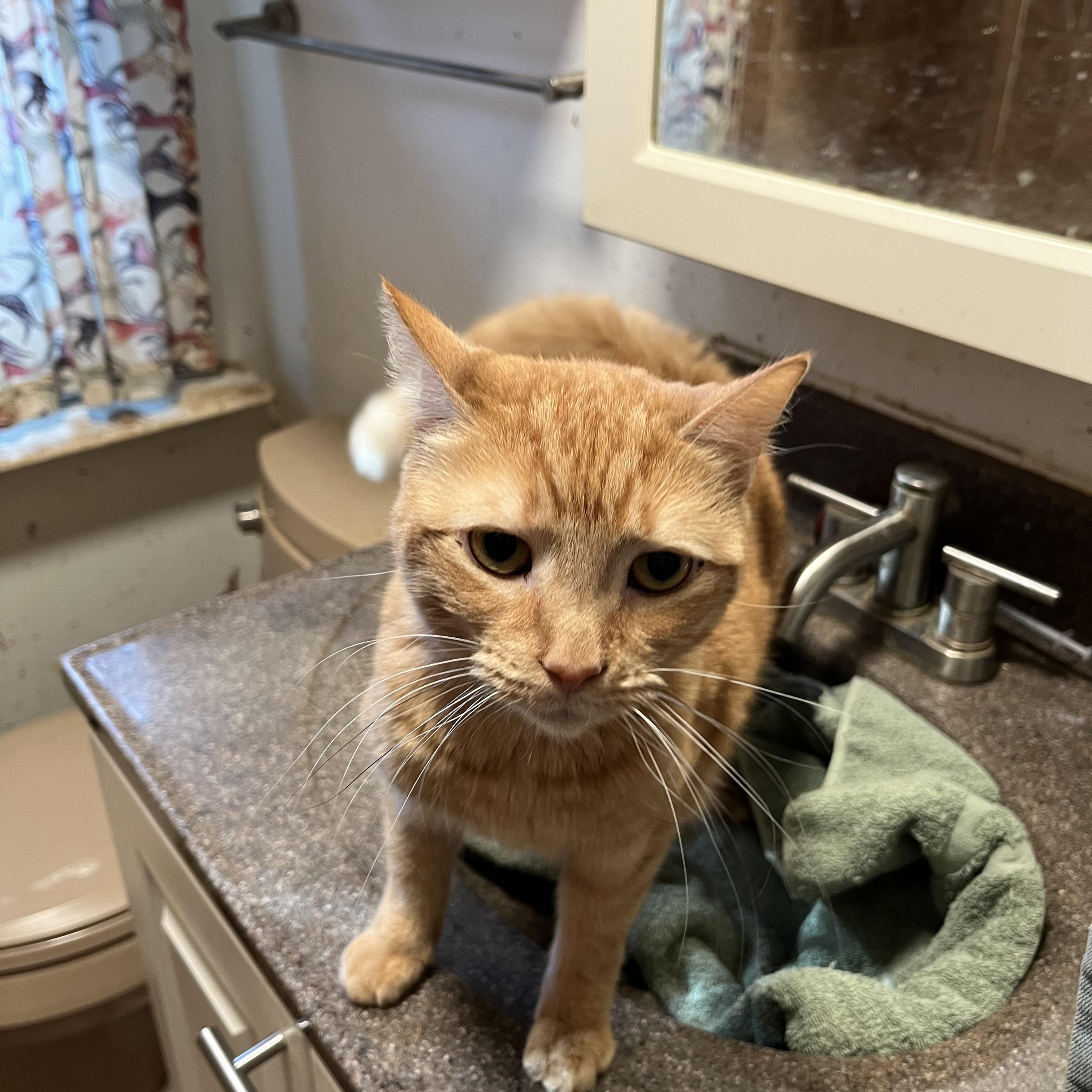 Enlarge Wynter, a Adoptable Domestic Short Hair in Mount Airy, MD image 1/2