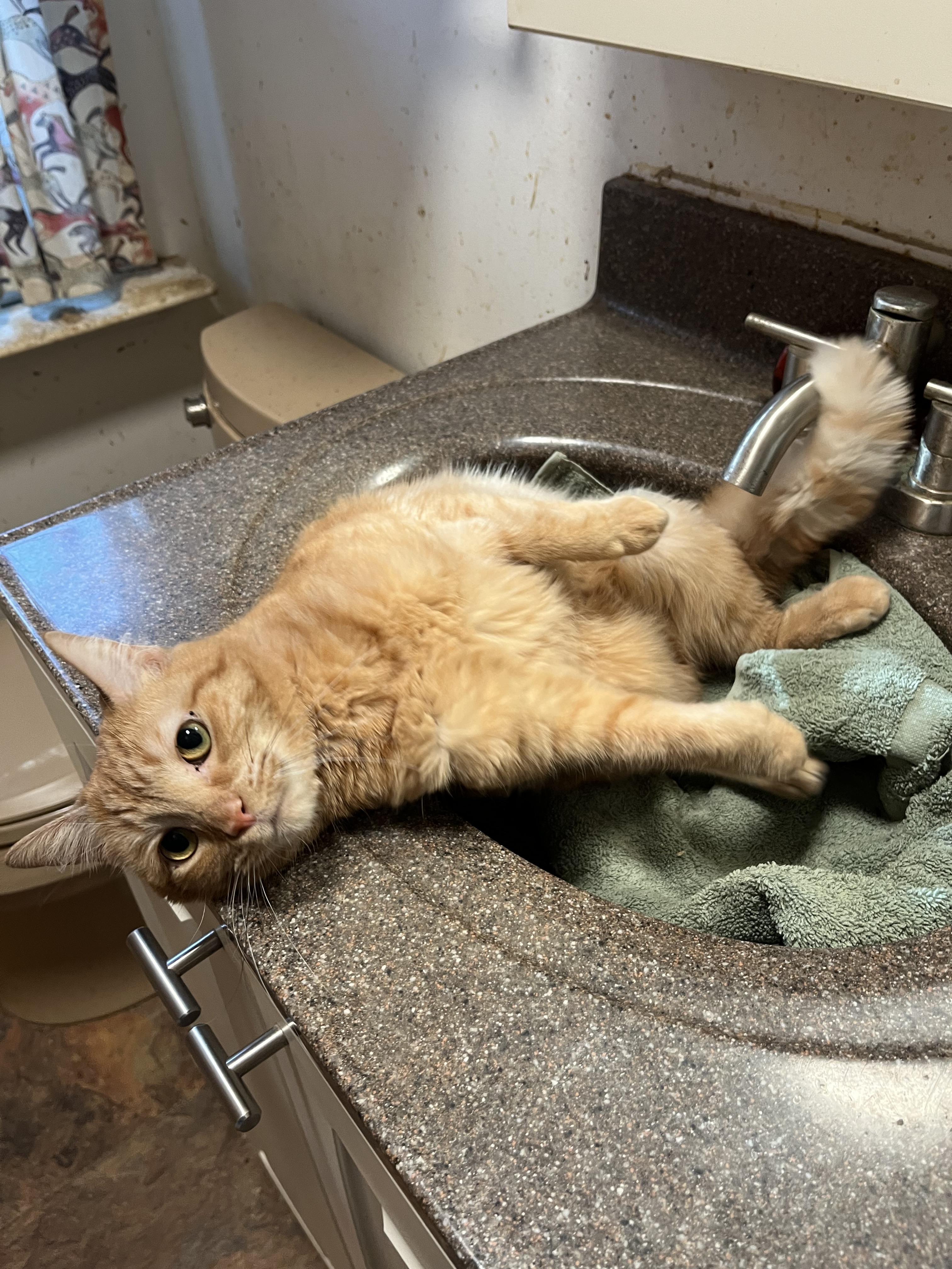 Enlarge Wynter, a Adoptable Domestic Short Hair in Mount Airy, MD image 2/2